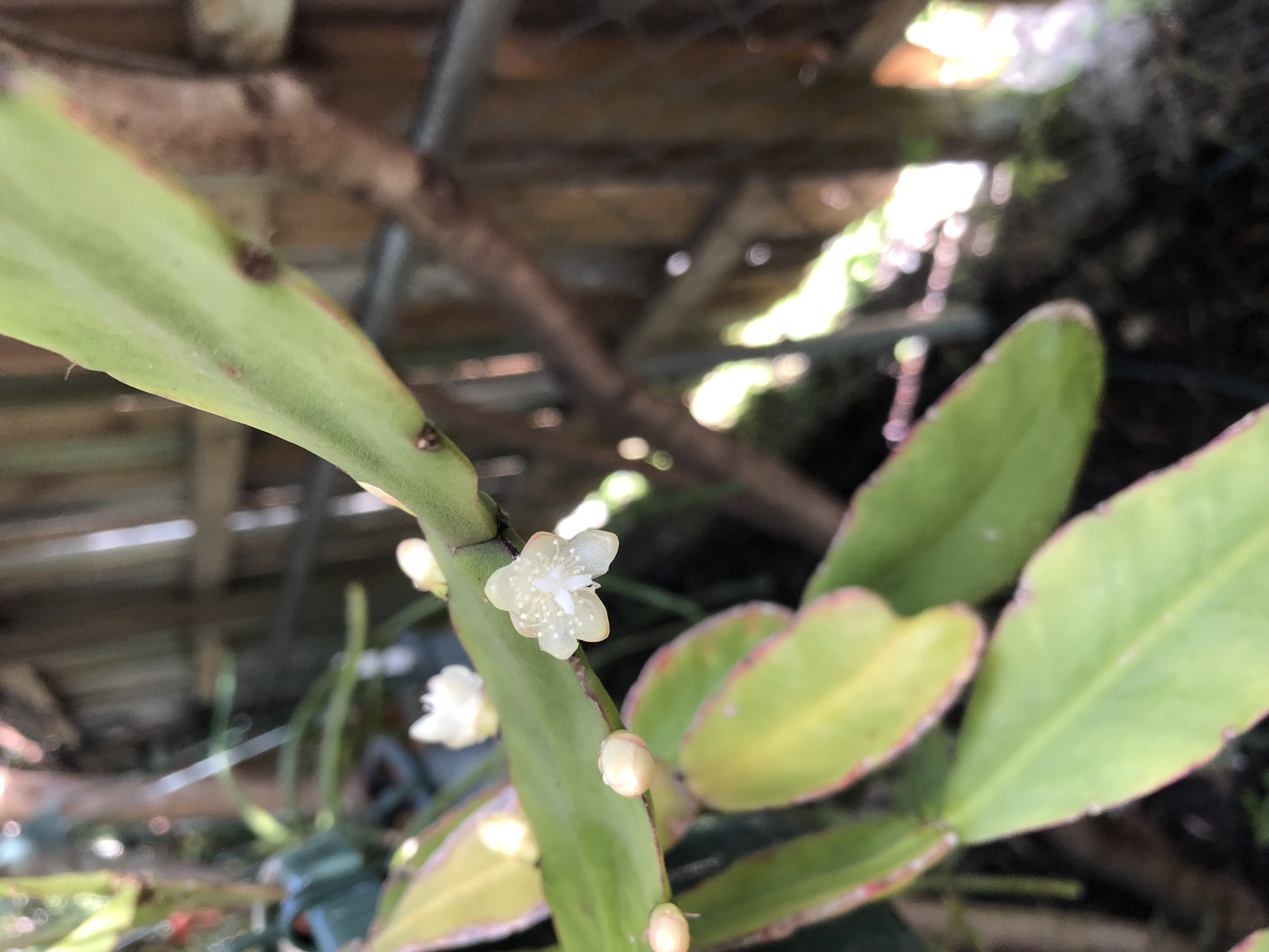 http://www.cloudjungle.com/cloudjungle/Cactaceae/Rhipsalis/rhipsalis noid 2 flowers.jpeg